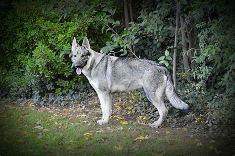 beige german shepherd|gray sable german shepherd.